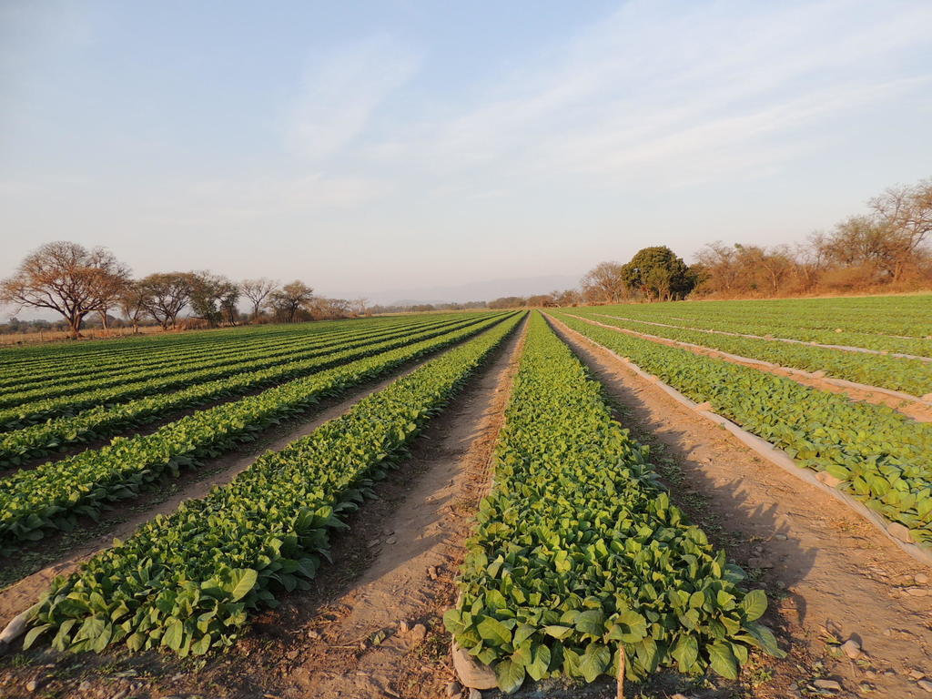 Finca Las Margaritas Chicoana エクステリア 写真